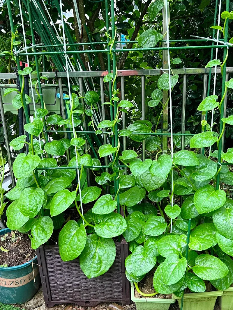 Basella Alba Seeds - Image 7