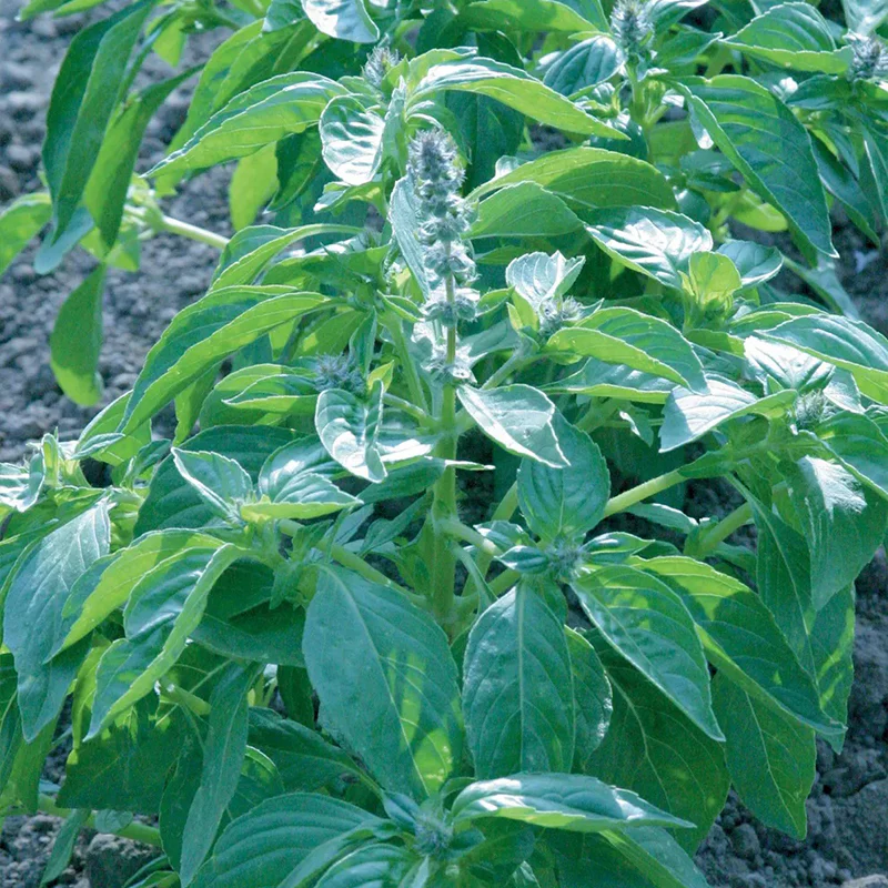 Basil, Lemon - Image 2