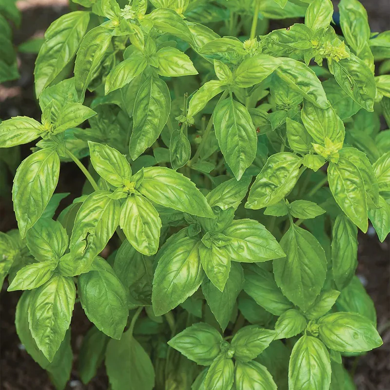 Basil, San Remo - Image 2