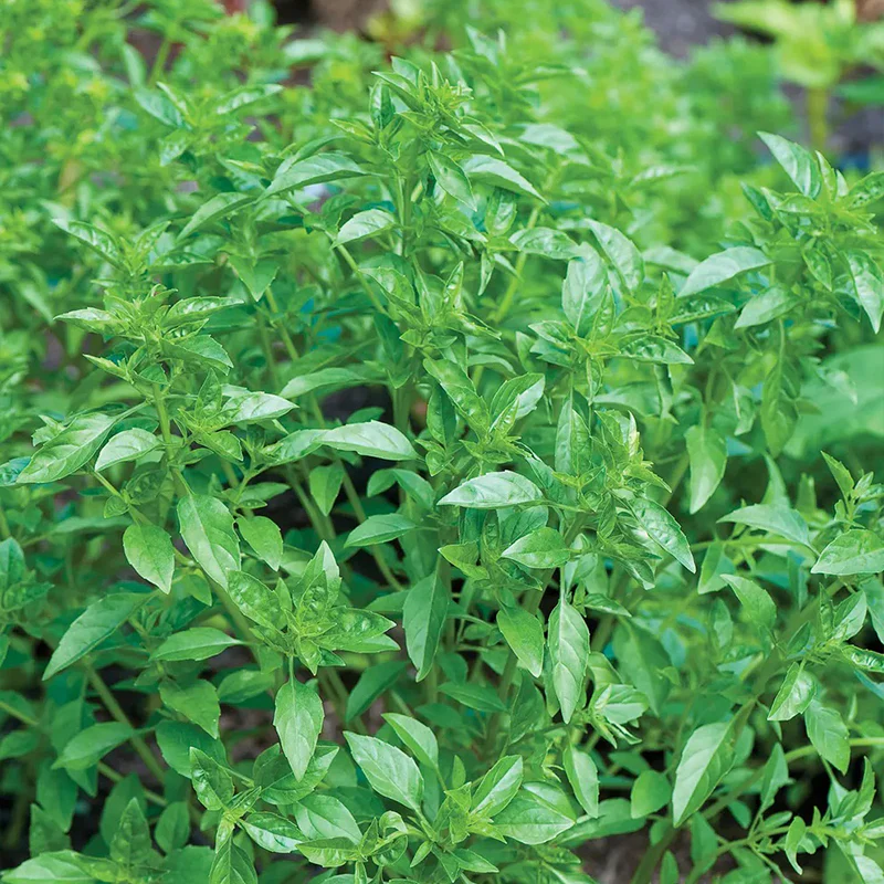 Basil, Summerlong - Image 3