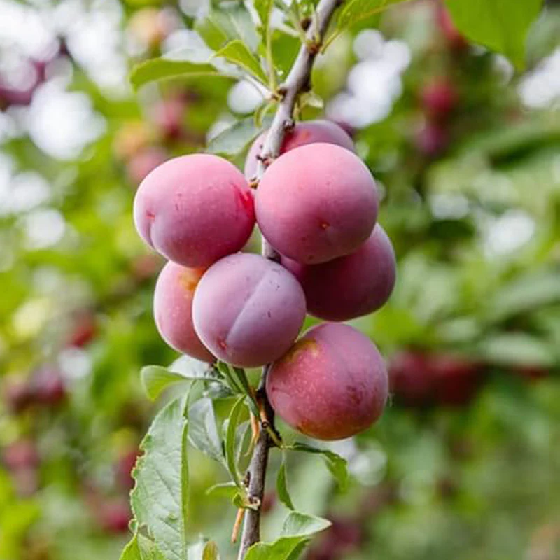 Beach Plum Fruit Tree Shrub Seeds - Image 2