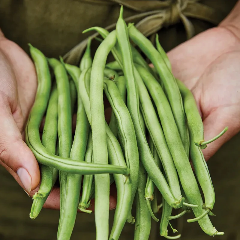 Bean, Bush, Blue Lake 274