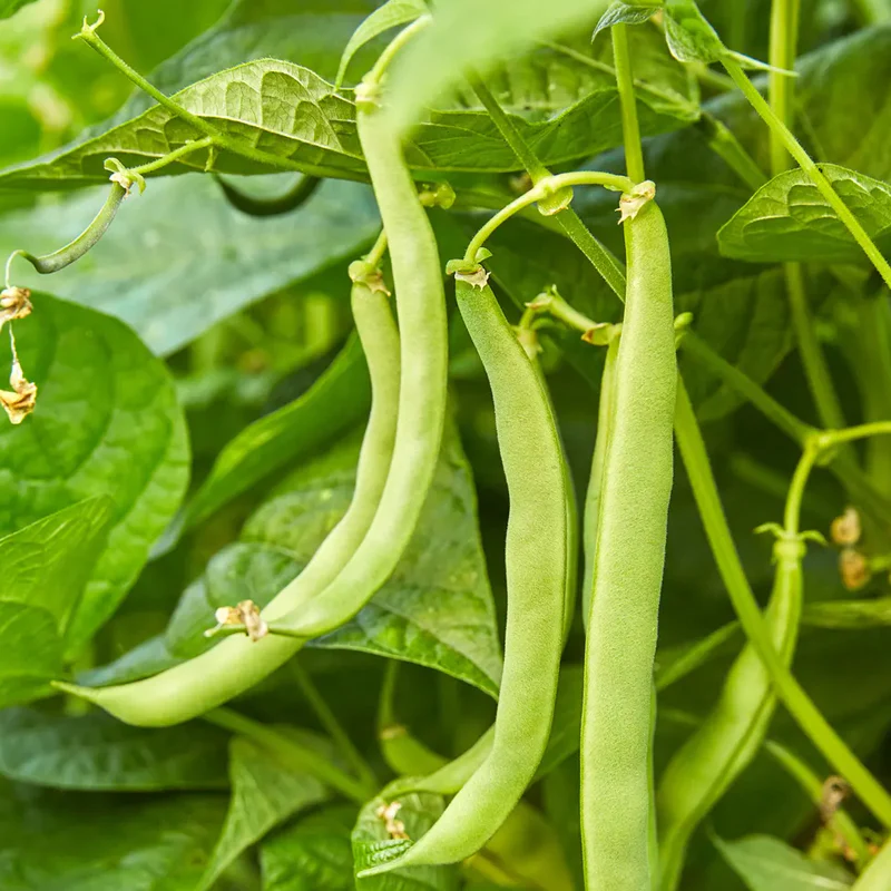Bean, Bush, Blue Lake 274 - Image 2