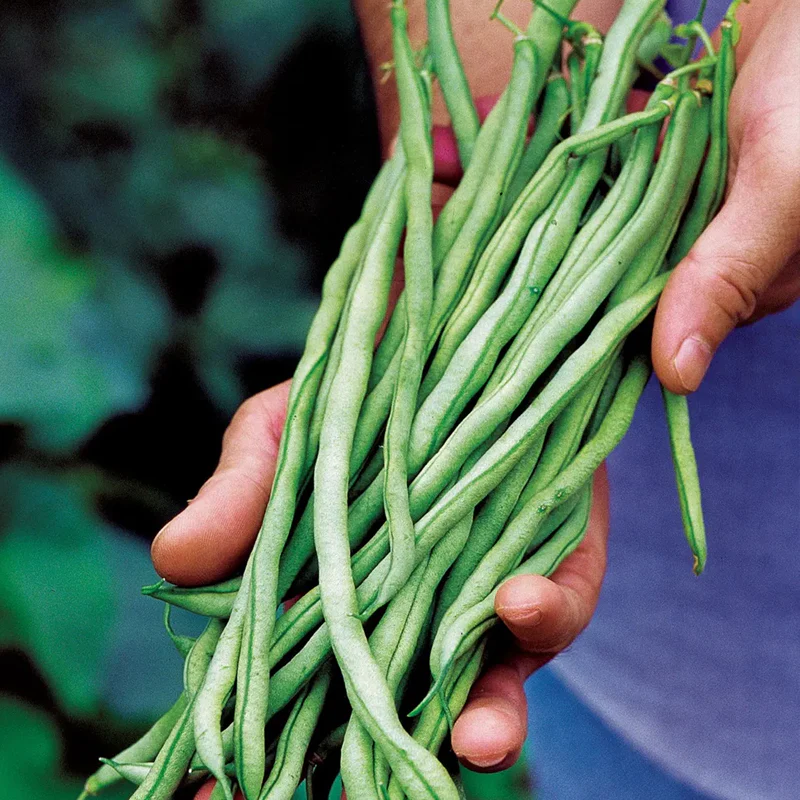 Bean, Pole, Fortex