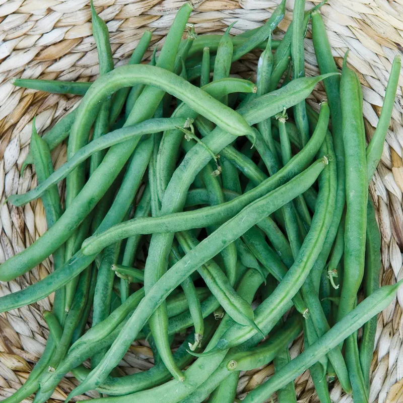 Bean, Pole Kentucky Blue - Image 3
