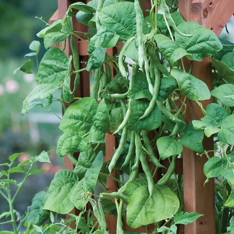 Bean, Pole Kentucky Blue - Image 4