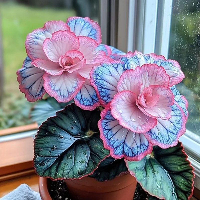 Beautiful Begonia Blooms Seeds - Image 3