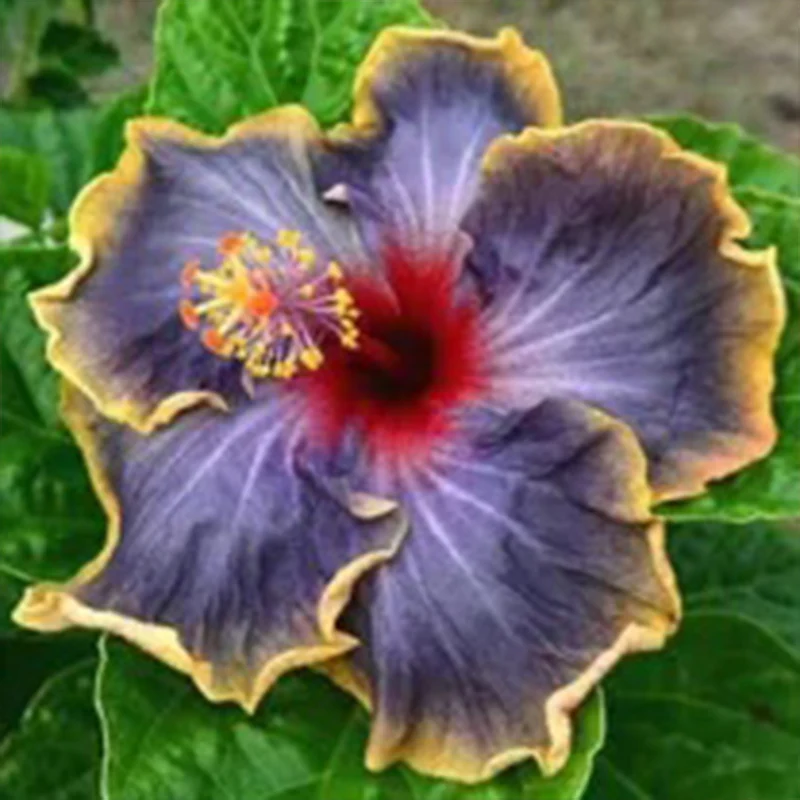 Beautiful Cosmic Dancer Hibiscus - Image 11