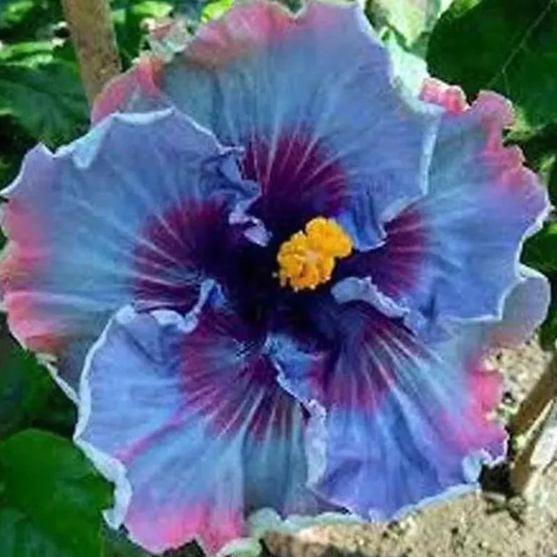 Beautiful Cosmic Dancer Hibiscus - Image 2