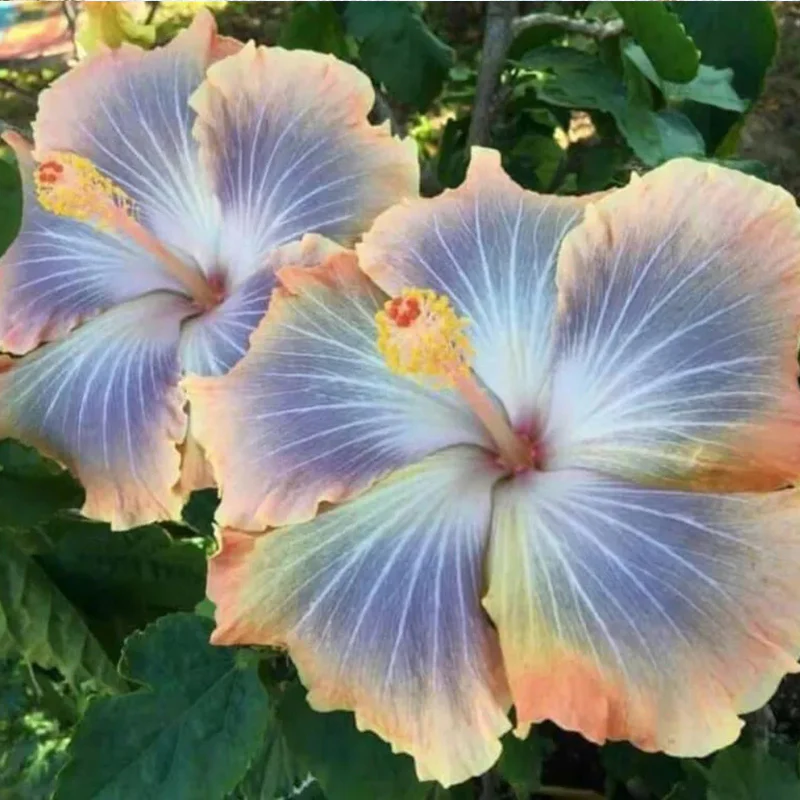 Beautiful Cosmic Dancer Hibiscus - Image 7