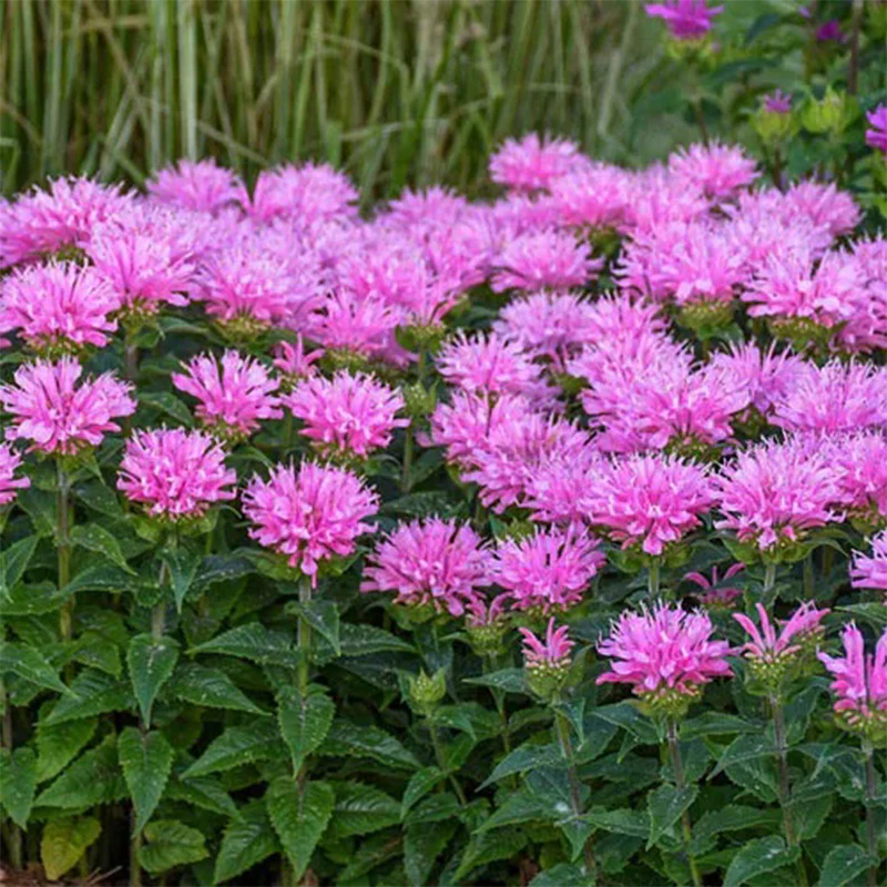 Bee Balm Collection - Image 5