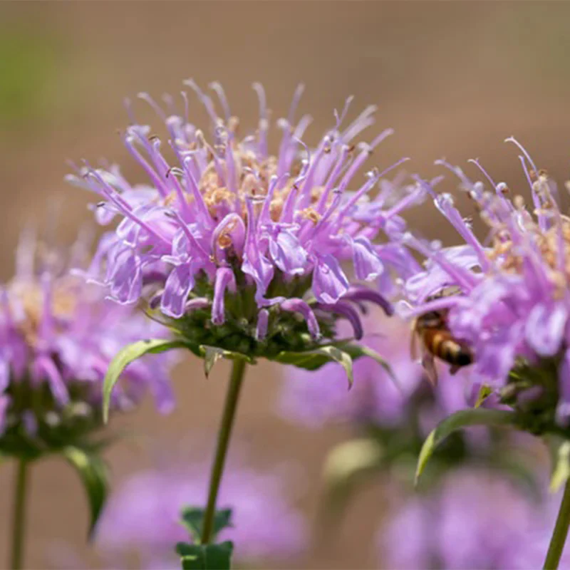 Bee Balm (Wild Bergamot Lavender) - Image 2