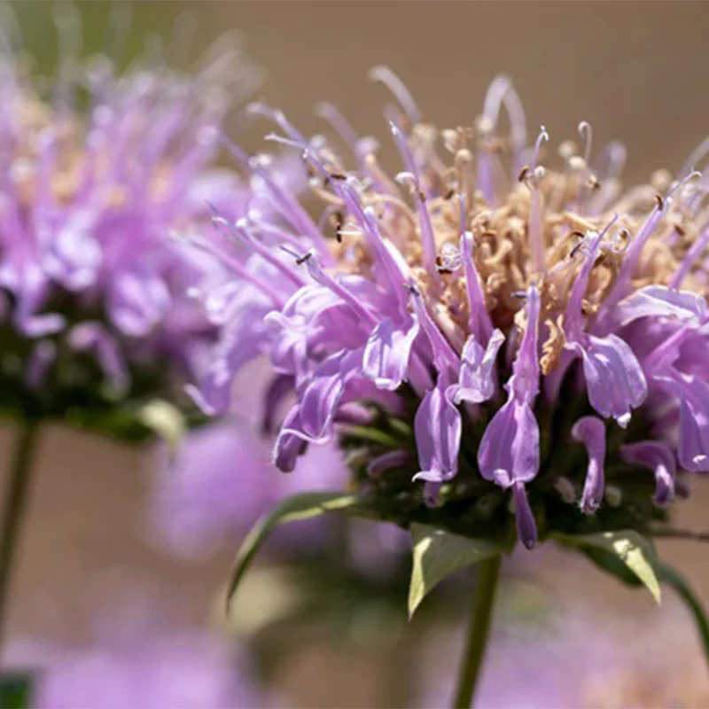 Bee Balm (Wild Bergamot Lavender) - Image 3