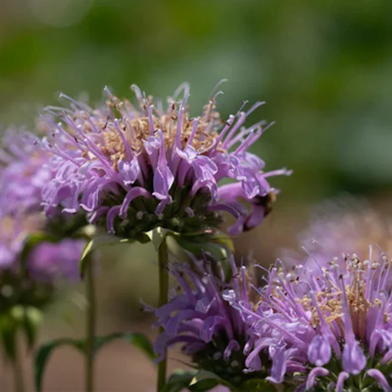 Bee Balm (Wild Bergamot Lavender) - Image 4