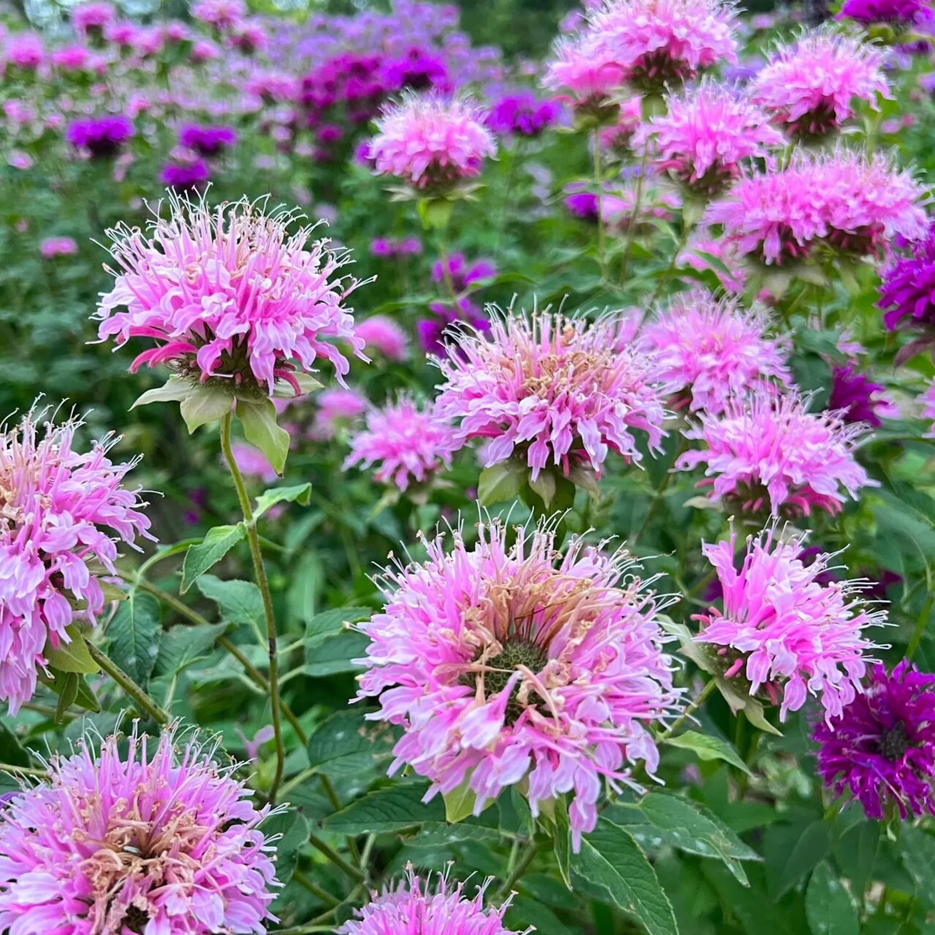 Bee Balm - Wild Bergamot Seeds - Image 3