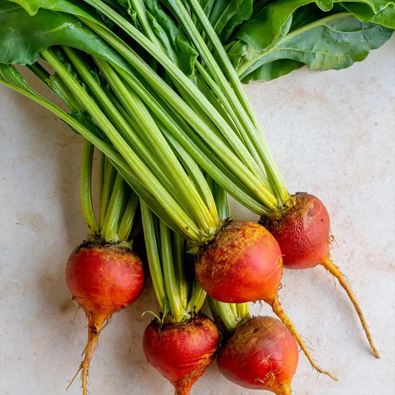 Beet - Image 3