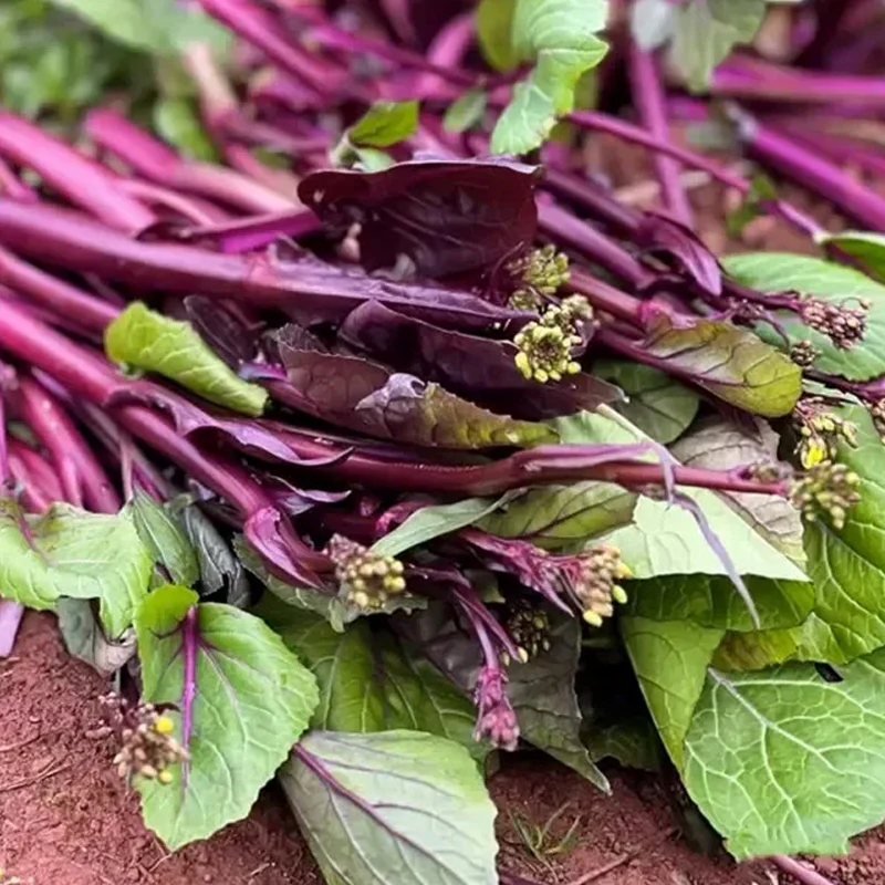 Beetroot Under The Snow Seeds - Image 3