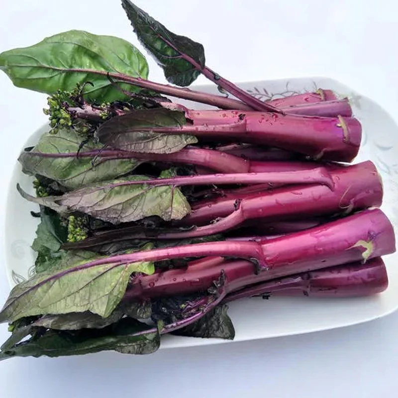 Beetroot Under The Snow Seeds - Image 6