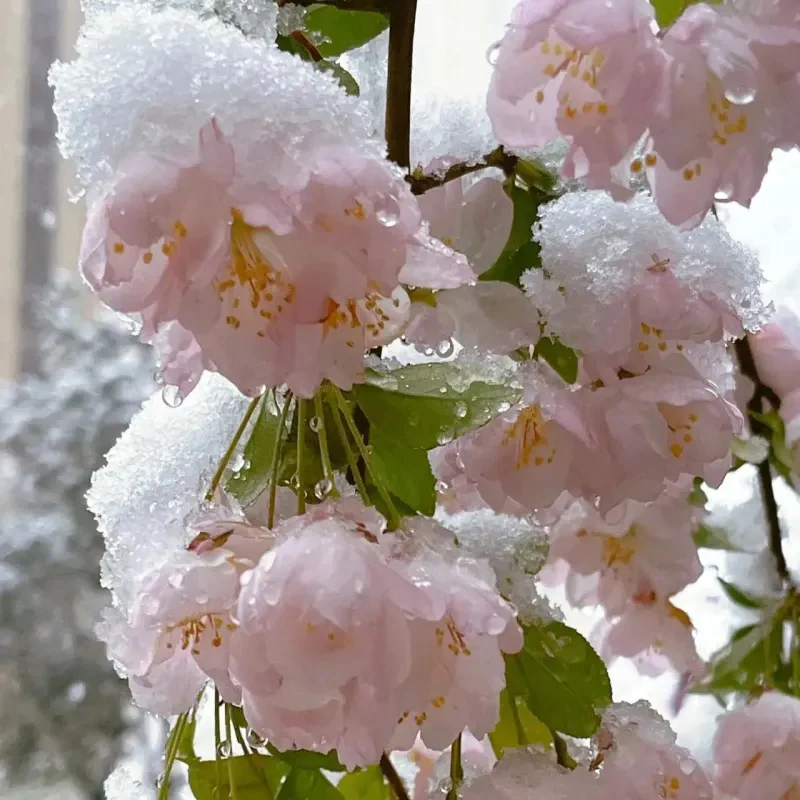 Begonia flowers Seeds - Image 15