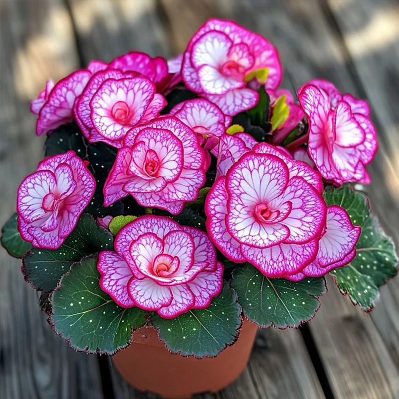 Begonia Rex 'Pink Neon' Seeds - Image 3