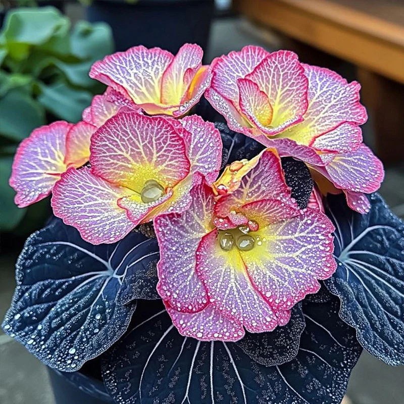 Begonia Rex 'Twilight Sparkle' Seeds - Image 4