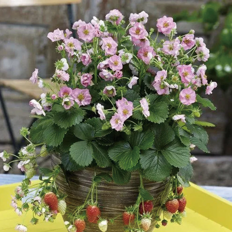Berried Treasure Pink Strawberry - Image 6