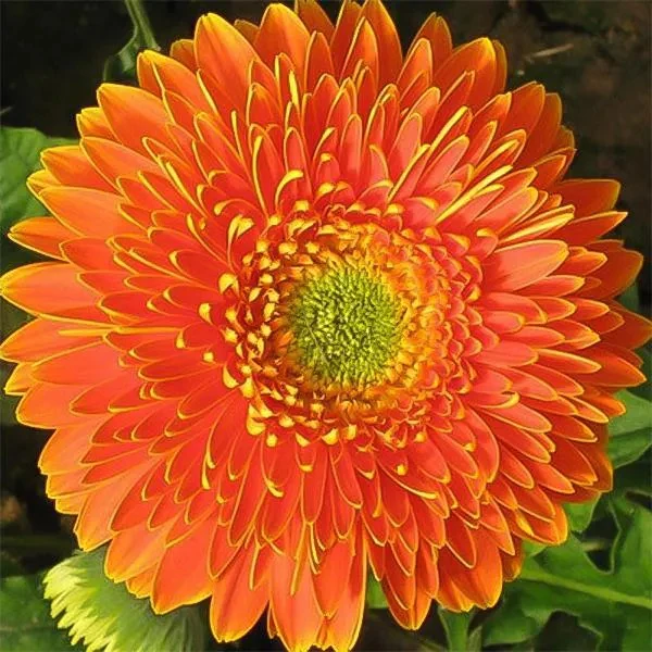 Bicolor Sunflower Seeds