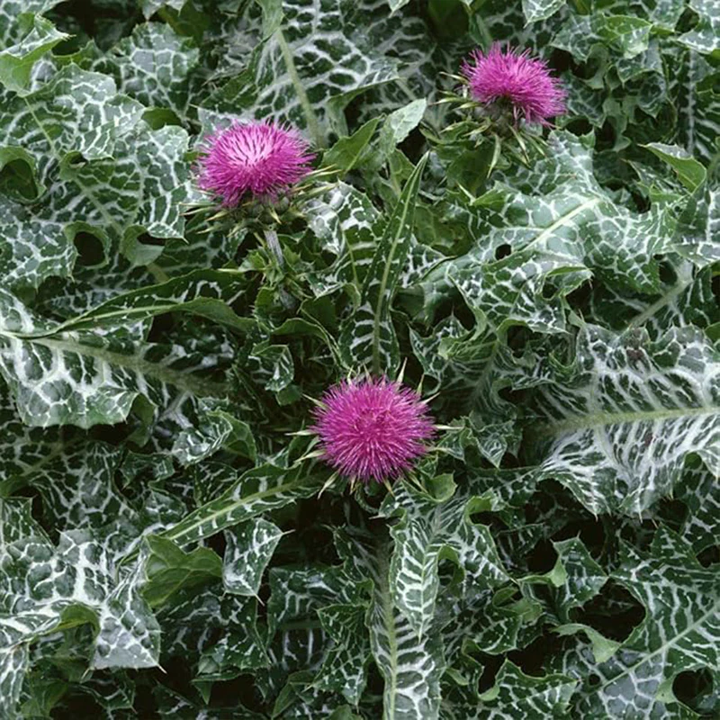 Biennial Milk Thistle Herb Seeds for Planting - Image 4