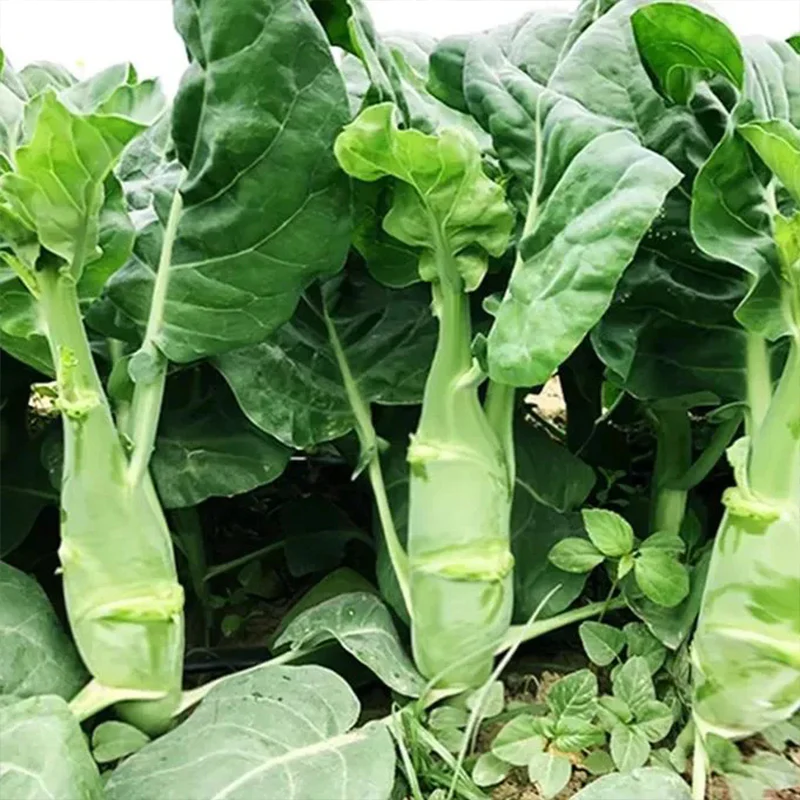 Big chicken leg kale Seeds - Image 2