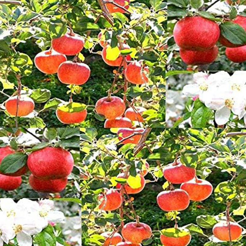 Red Delicious Apple - Malus pumila Tree Seeds - Image 3