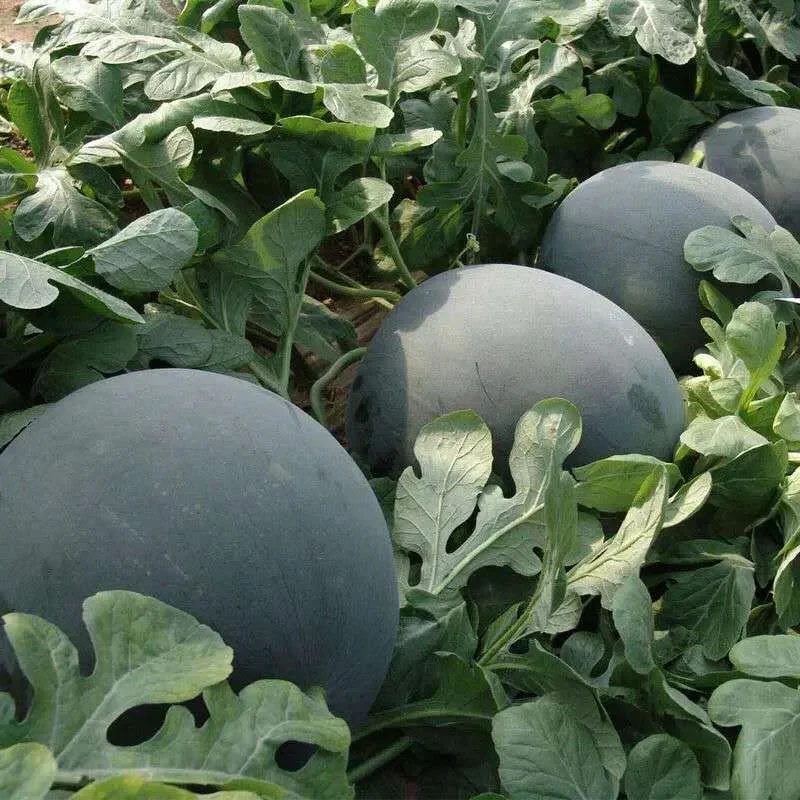 Black Diamond Watermelon Seeds - Image 4