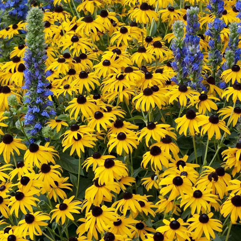 Black Eyed Susan Seeds - Image 2