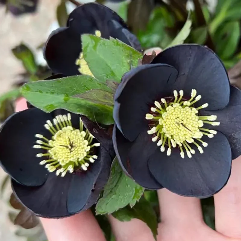 Black Helleborus - Christmas Rose - Image 11