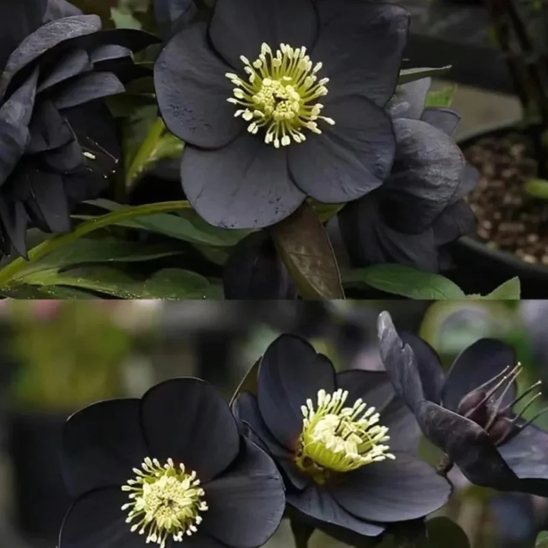 Black Helleborus - Christmas Rose - Image 2
