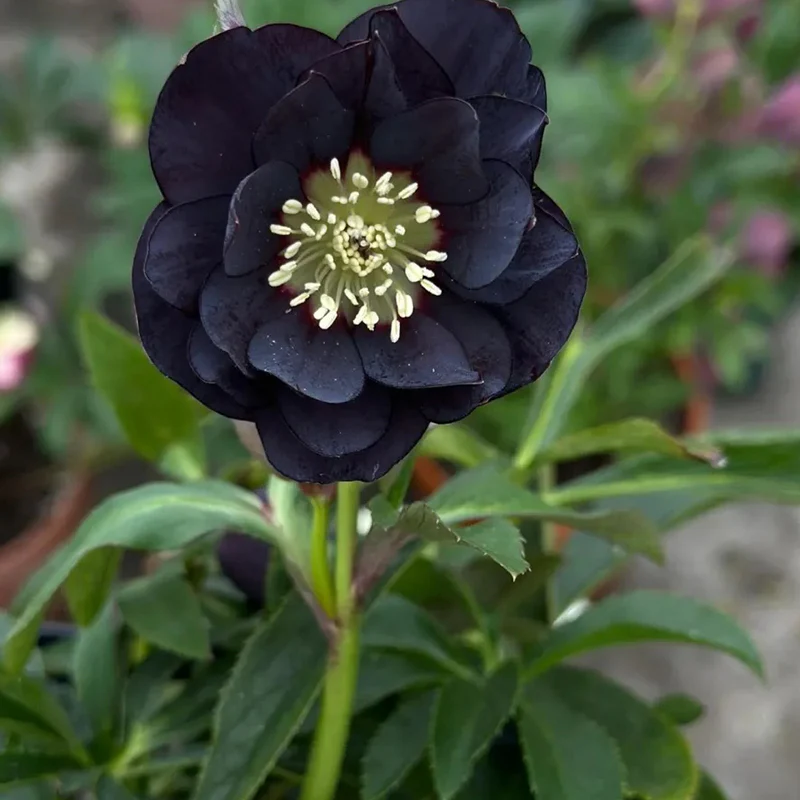 Black Helleborus - Christmas Rose - Image 9