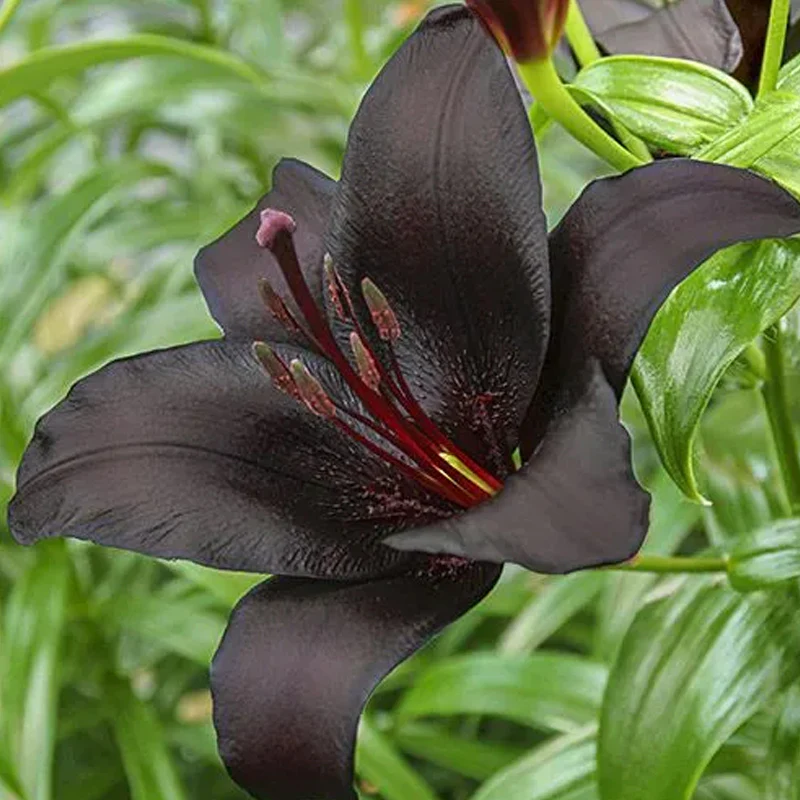 Black Lily: A Proud Black Flower - Image 10