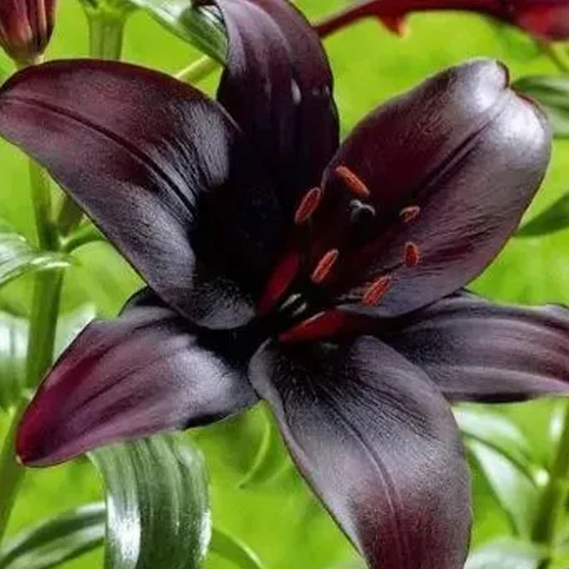 Black Lily: A Proud Black Flower - Image 3