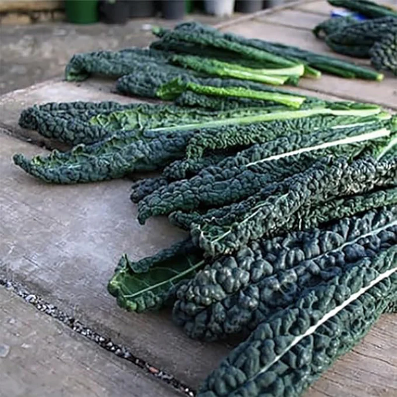 Black Magic Dinosaur Kale Seeds - Image 4
