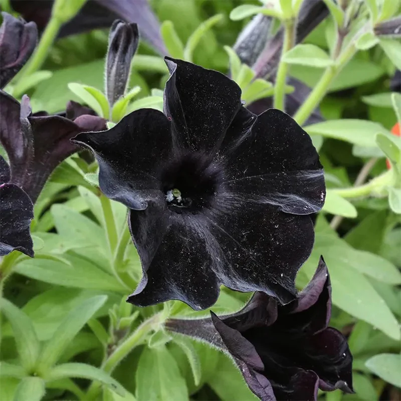 Black Petunia Seeds - Image 4