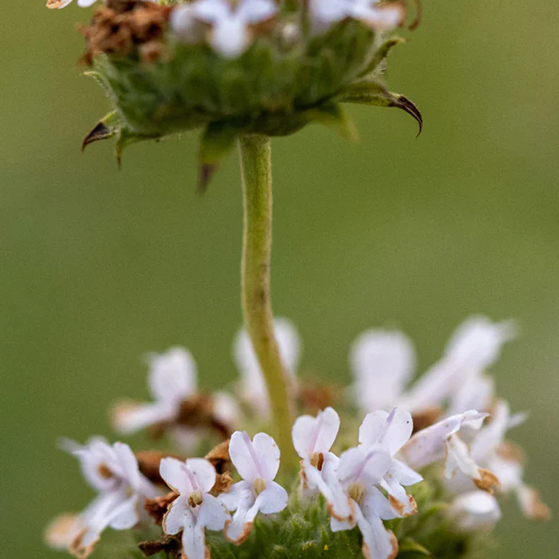 Black Sage - Image 3