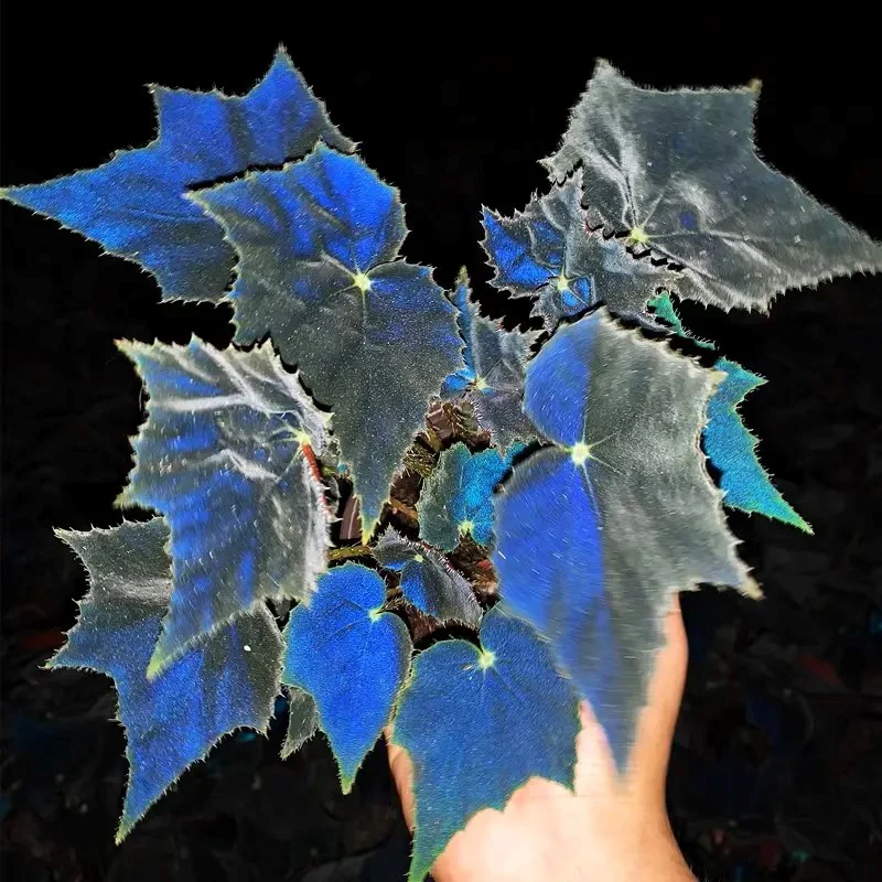 Black Swan Begonia - Image 4
