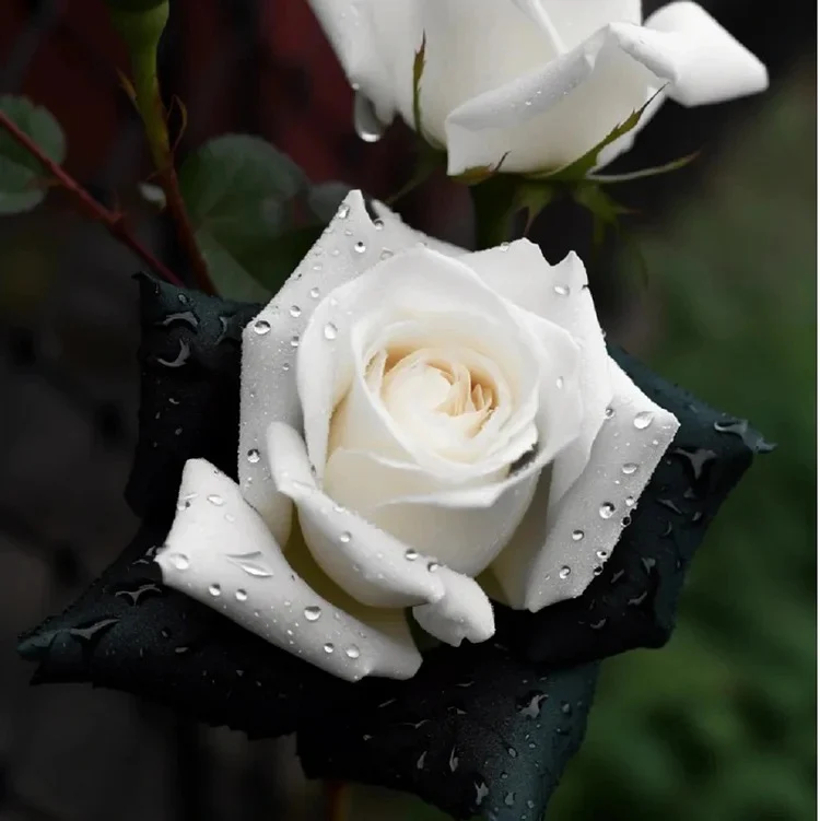 Black&White Kuyla Twin Roses Seeds - Image 6