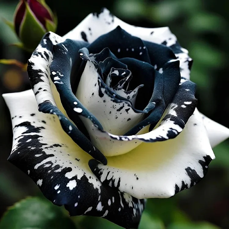 Black&White Kuyla Twin Roses Seeds - Image 7