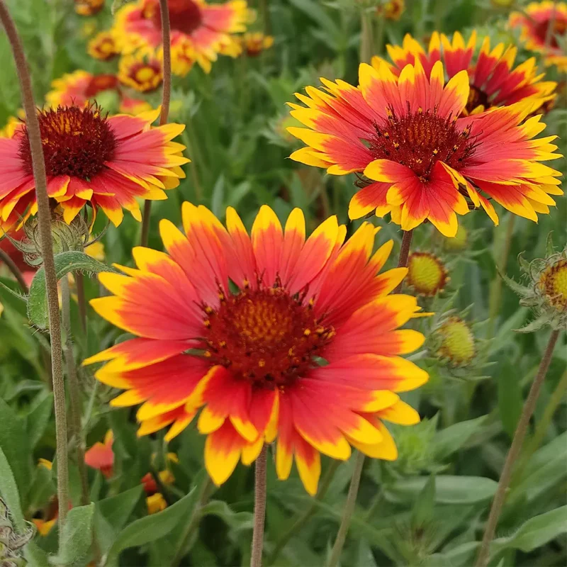 Blanket Flower Seeds - Image 3