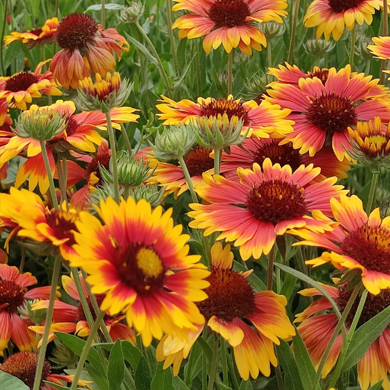Blanket Flower Seeds - Image 4