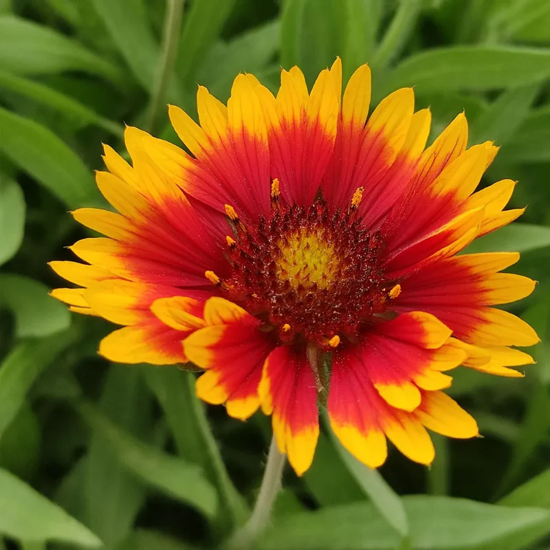Blanket Flower Seeds - Image 5