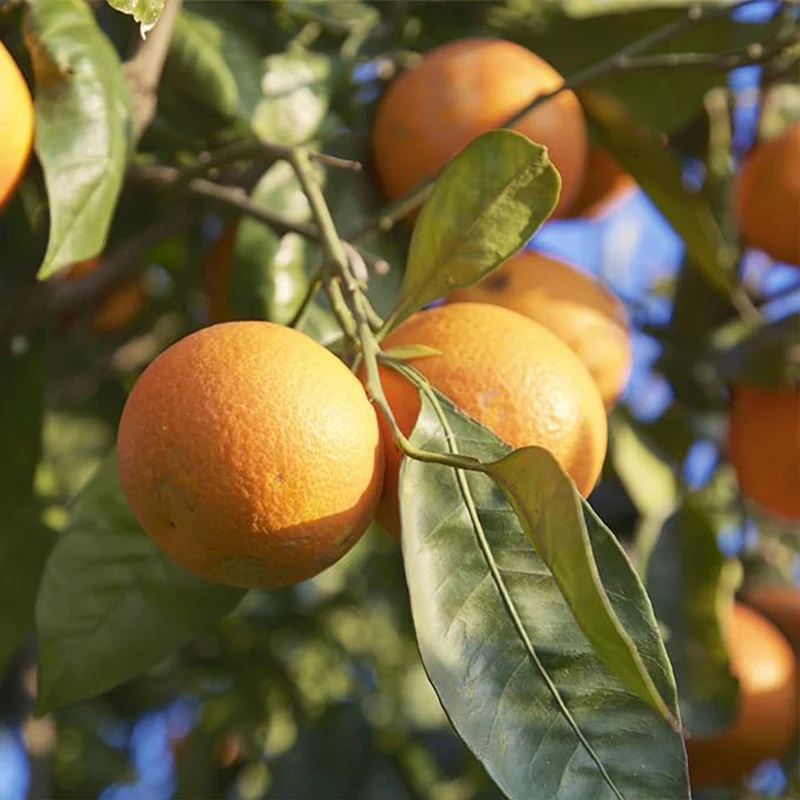 Blood orange tree seeds fast growing juicy non-GMO suitable for patio - Image 6