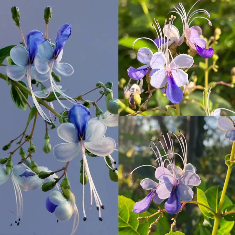 Blue Butterfly Flower Easy