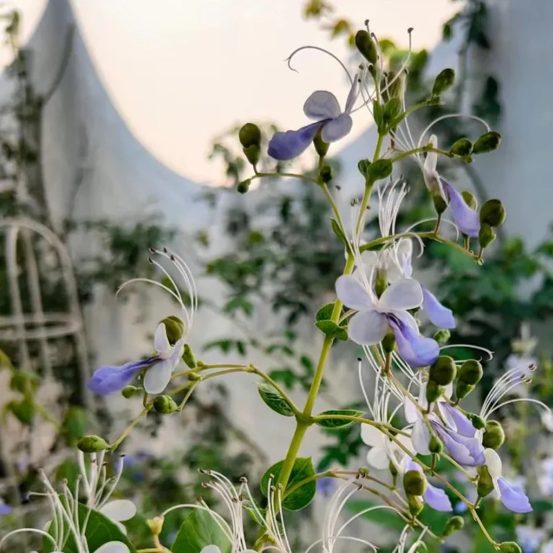 Blue Butterfly Flower Easy - Image 14