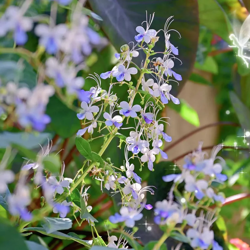 Blue Butterfly Flower Easy - Image 2